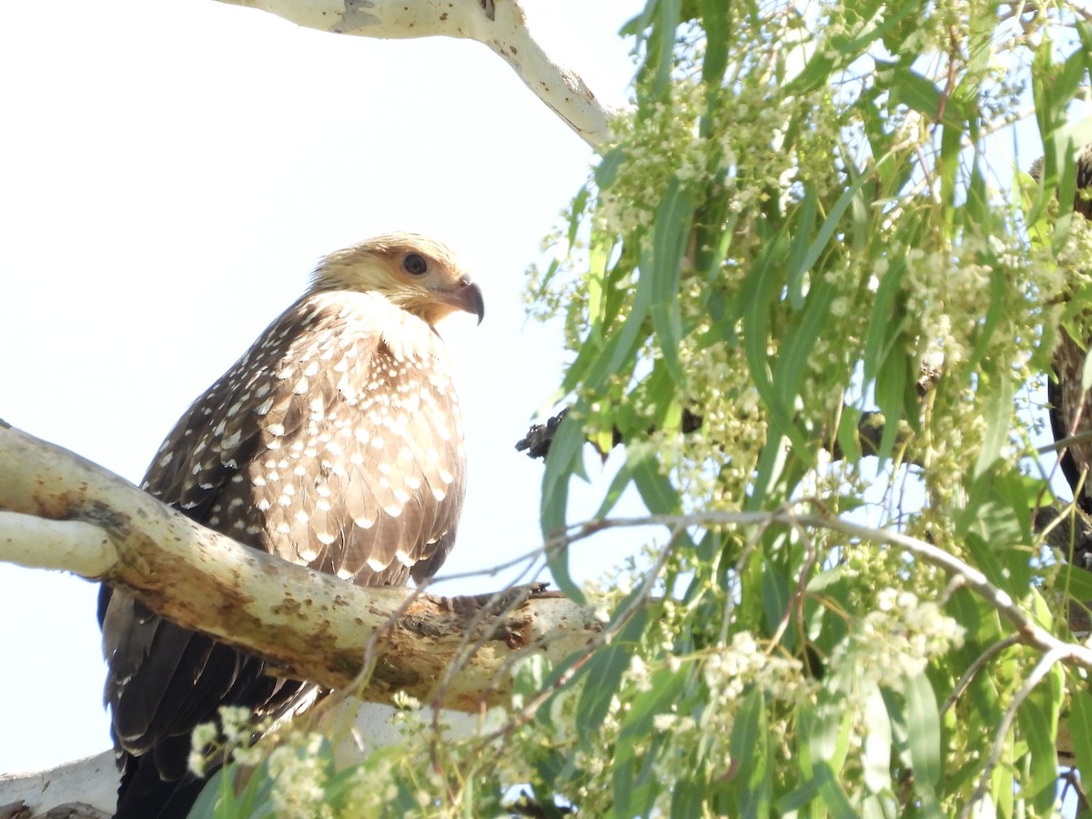 Whistling Kite - ML646755942