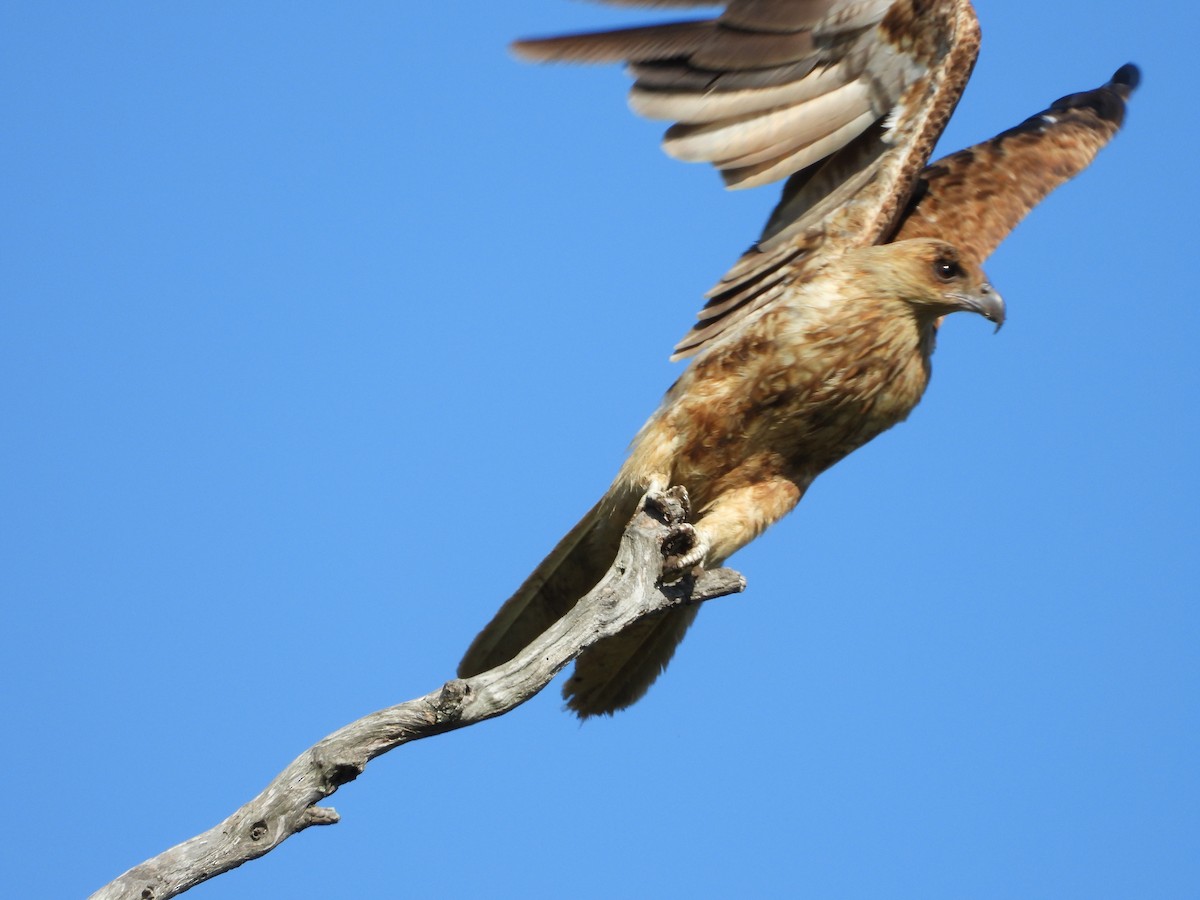 Whistling Kite - ML646755943