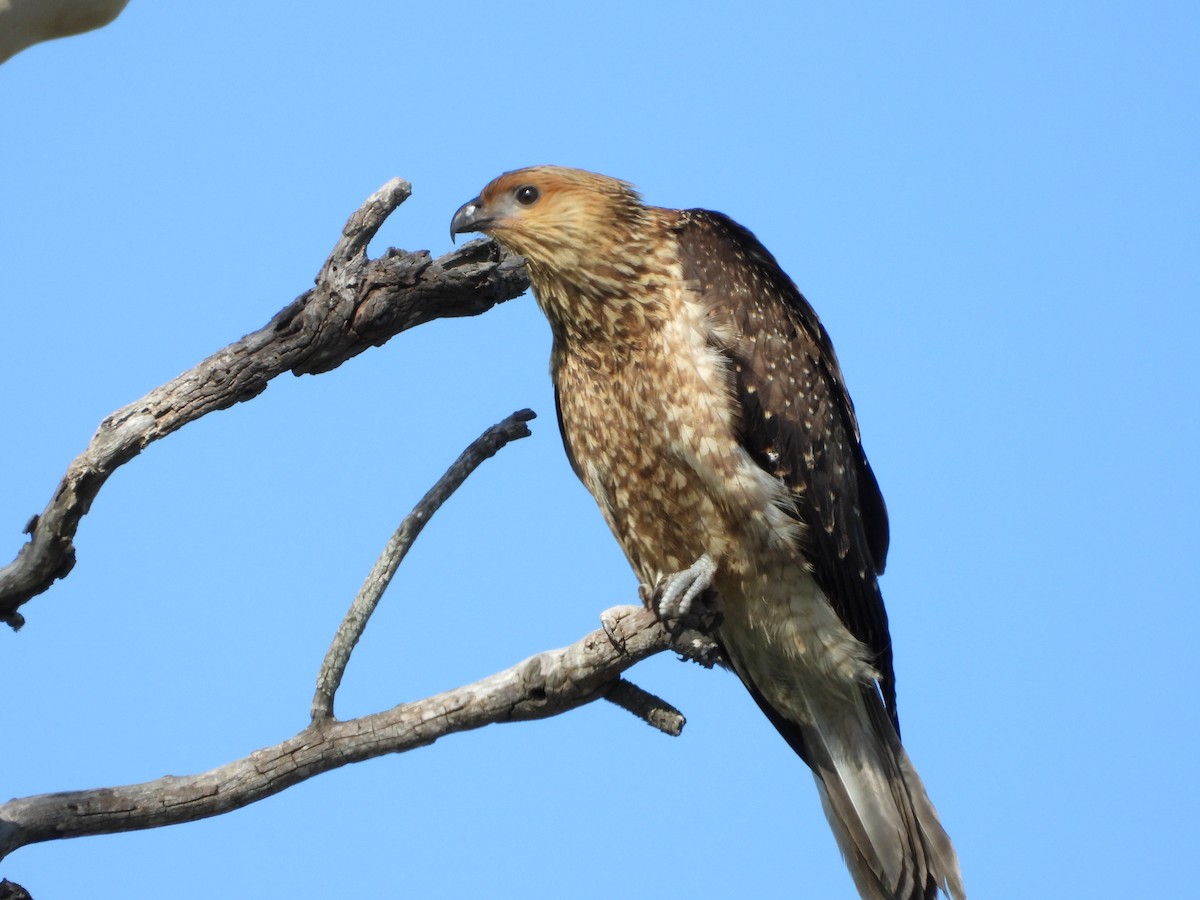 Whistling Kite - ML646755944