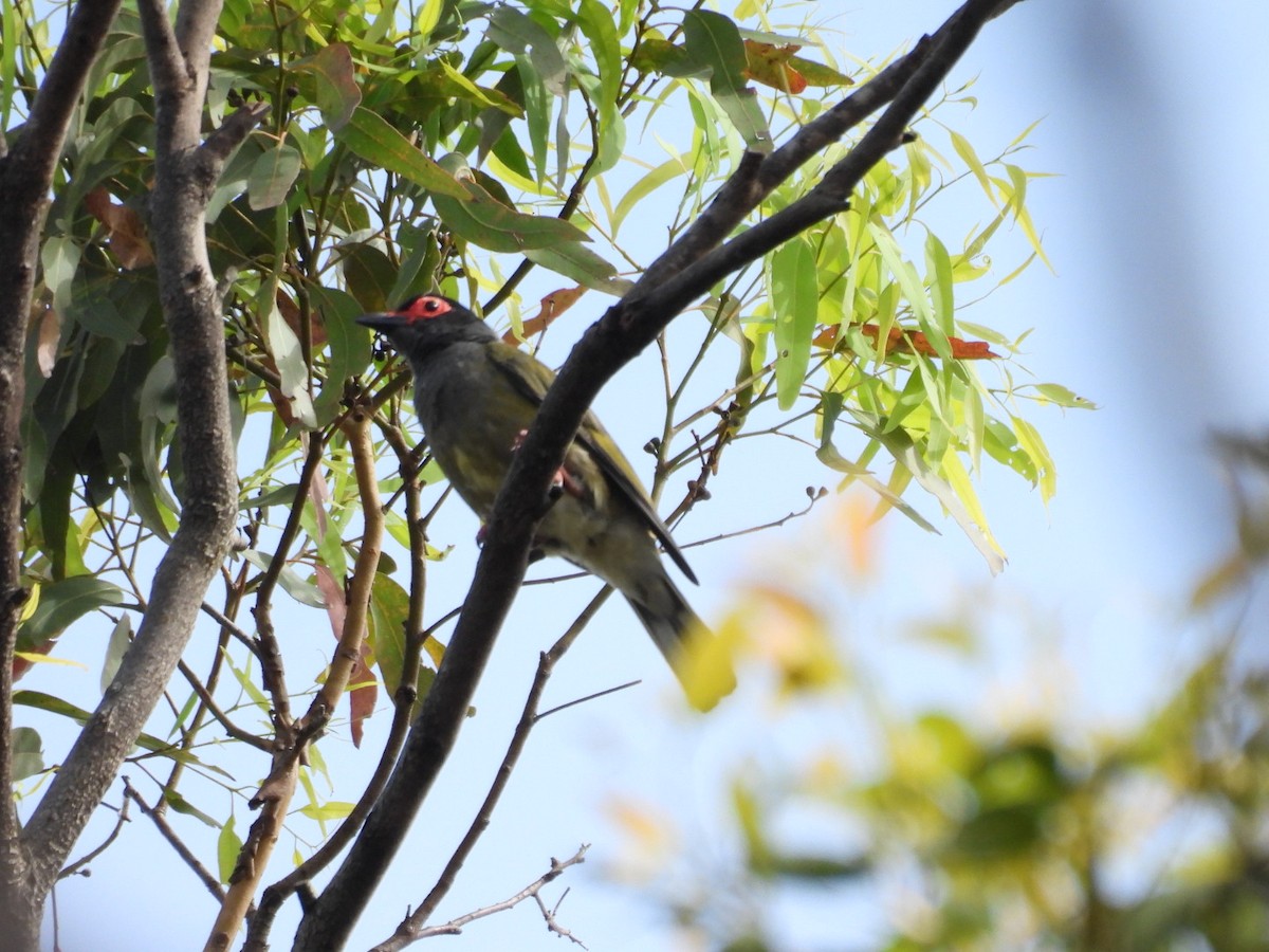 Australasian Figbird - ML646755945