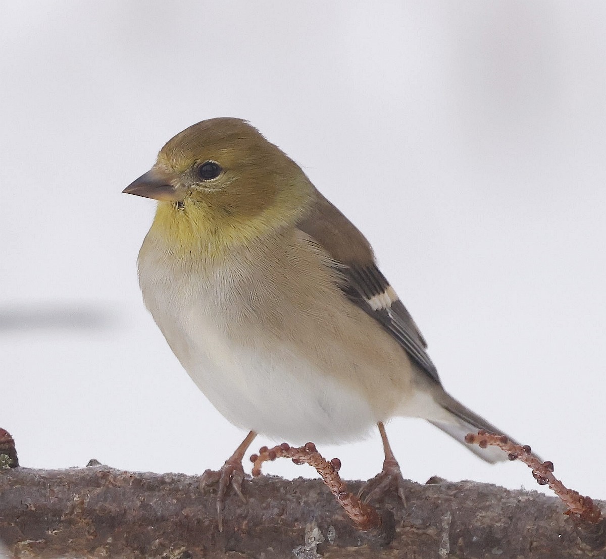 American Goldfinch - ML646755946