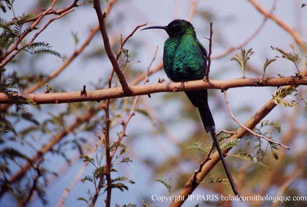 Malachite Sunbird - ML646755947