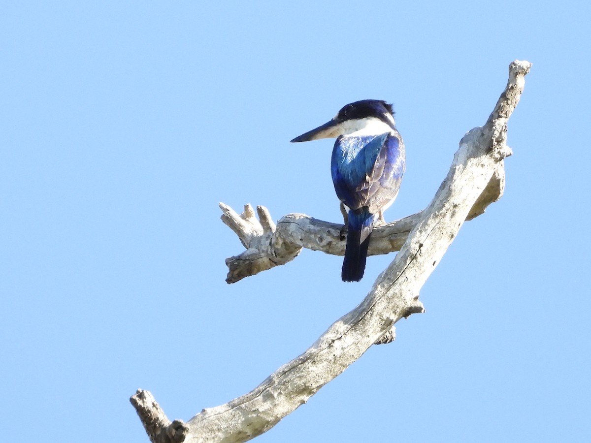 Forest Kingfisher - ML646755949
