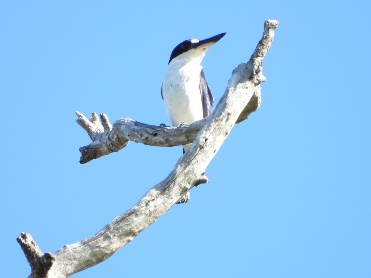 Forest Kingfisher - ML646755950
