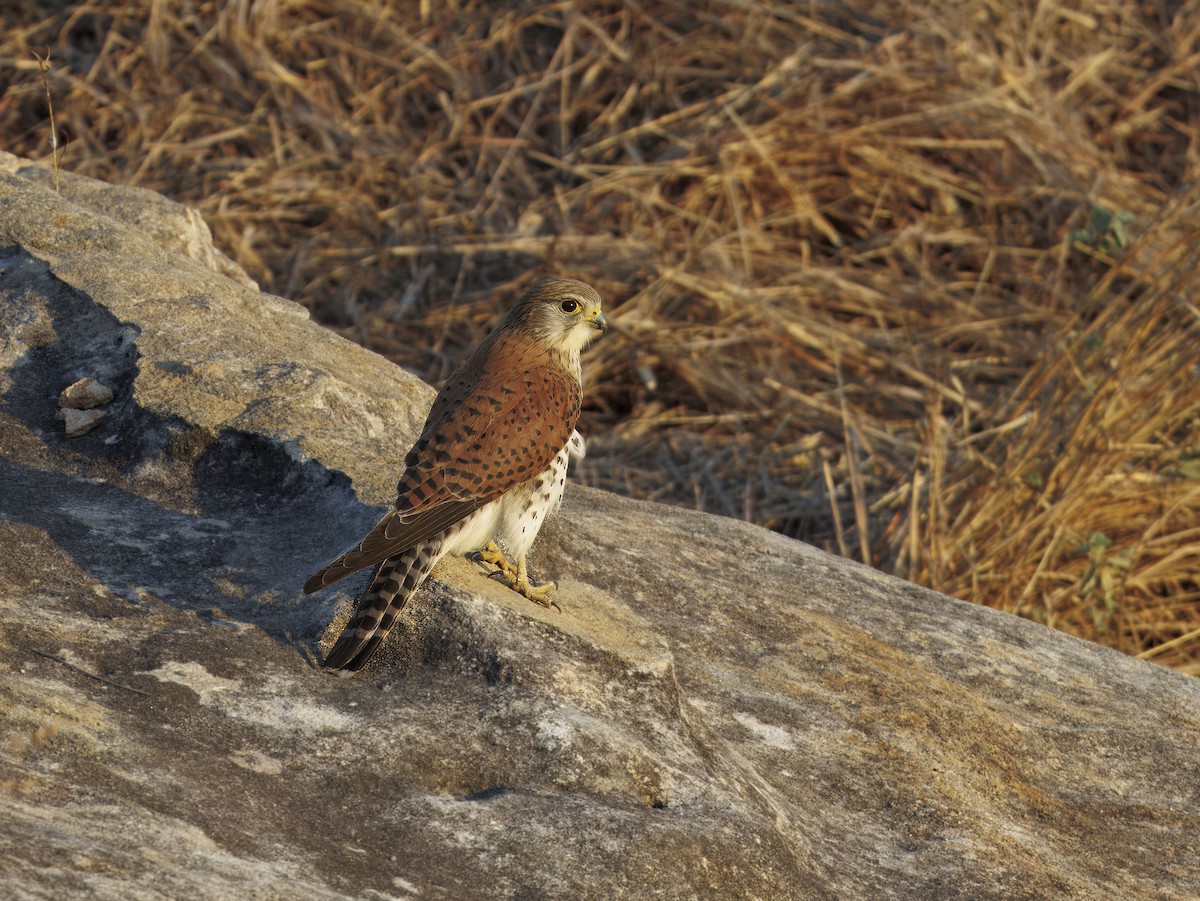 Malagasy Kestrel - ML646755951