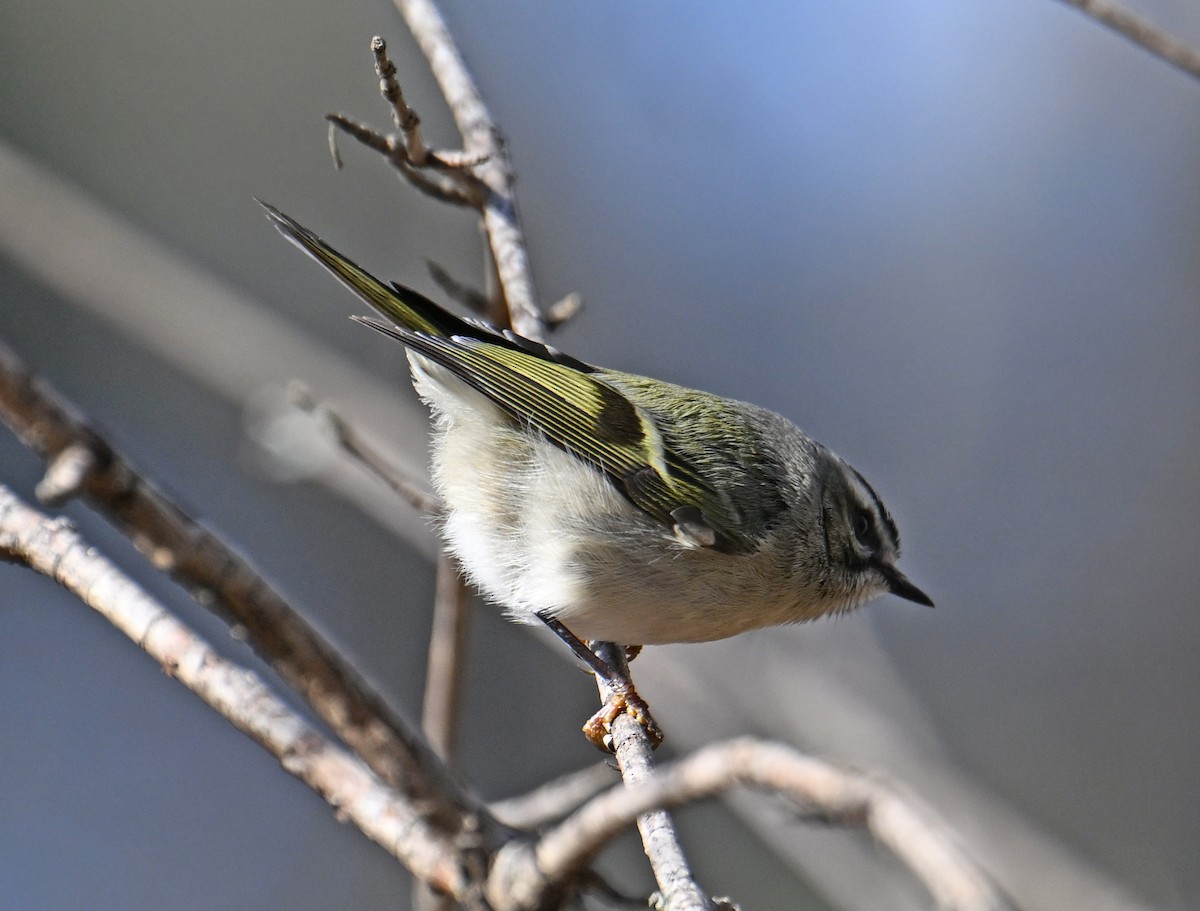 Roitelet à couronne dorée - ML646755952