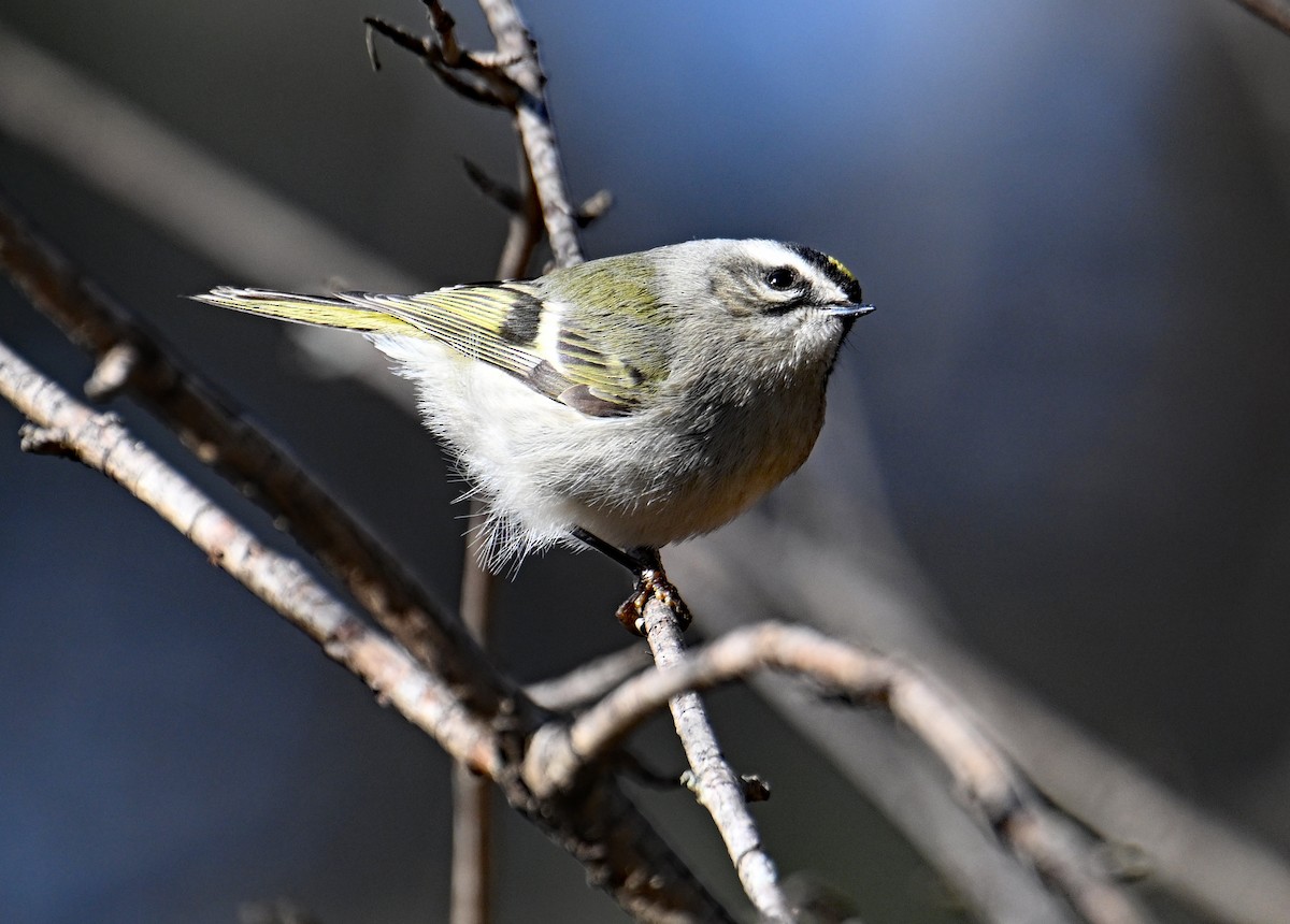 Roitelet à couronne dorée - ML646755953