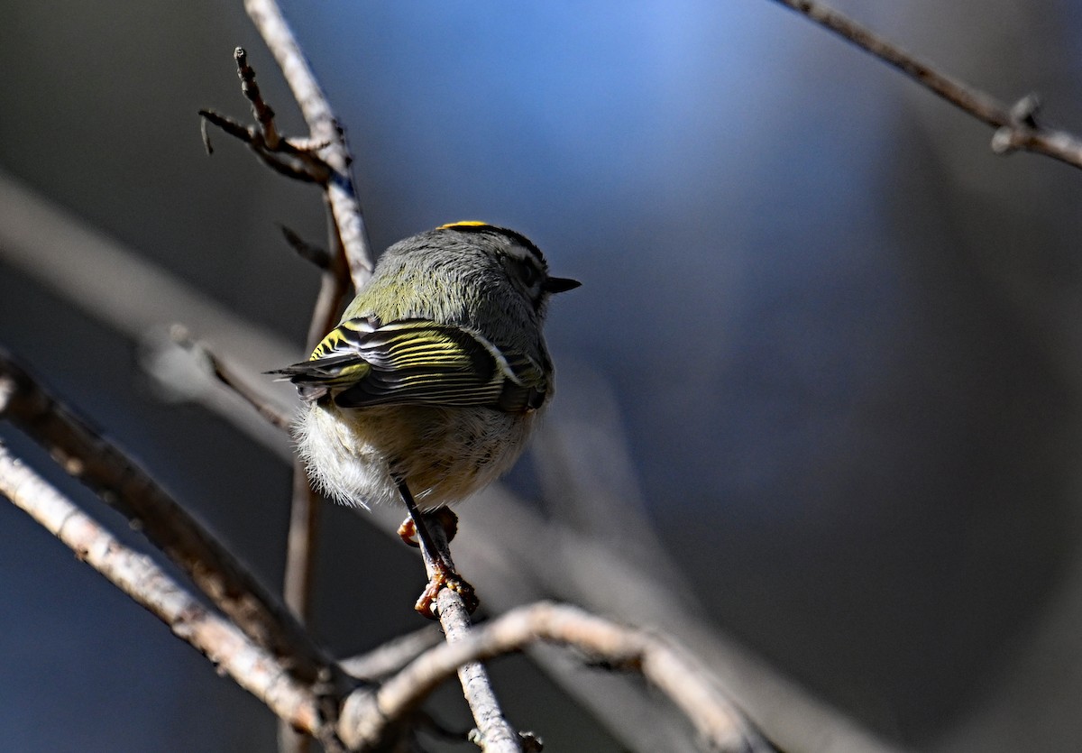Roitelet à couronne dorée - ML646755954