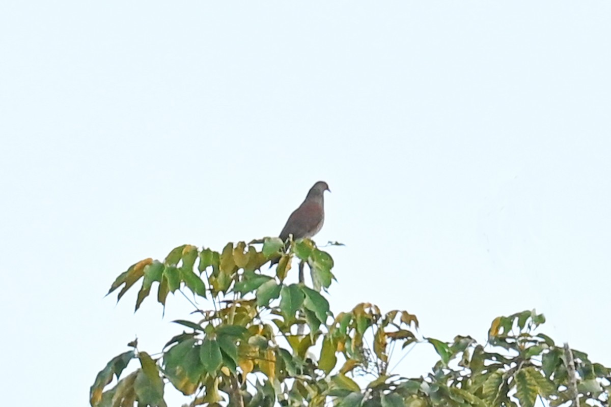 Pigeon rousset - ML646755955