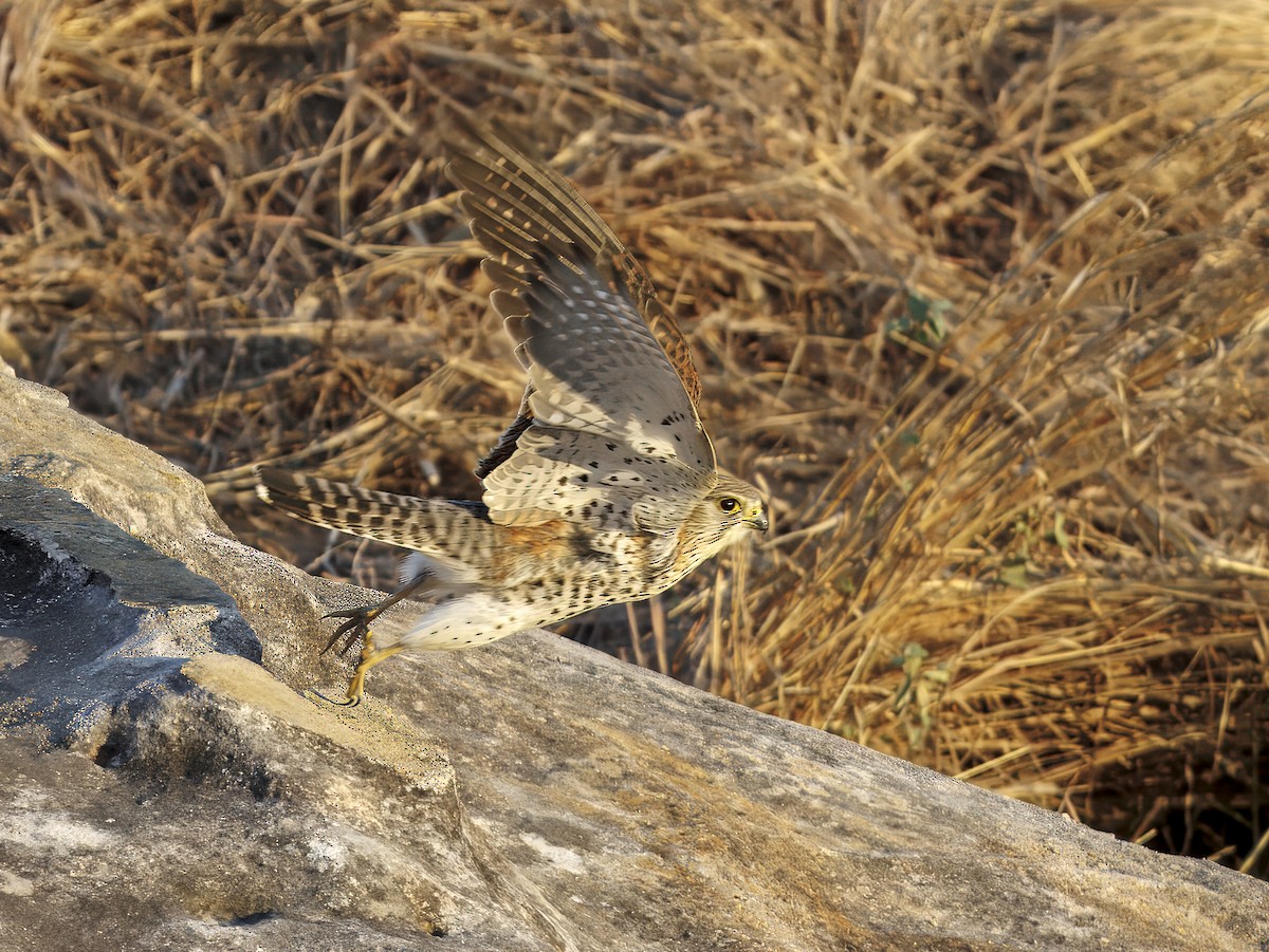 Malagasy Kestrel - ML646755957