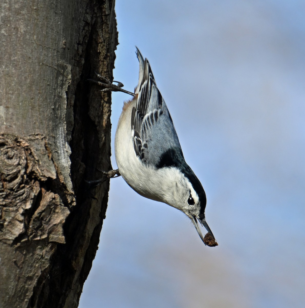 Sittelle à poitrine blanche - ML646755958