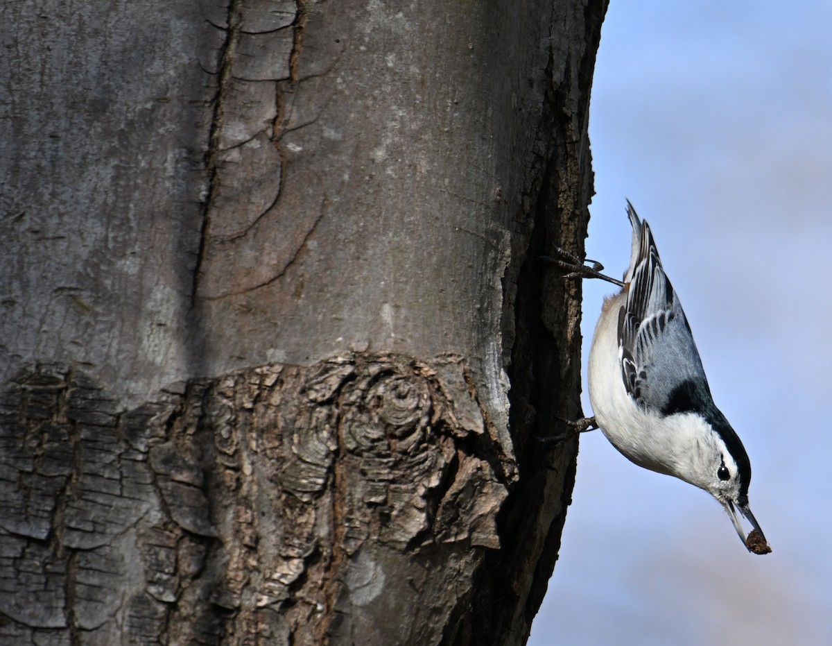 Sittelle à poitrine blanche - ML646755959