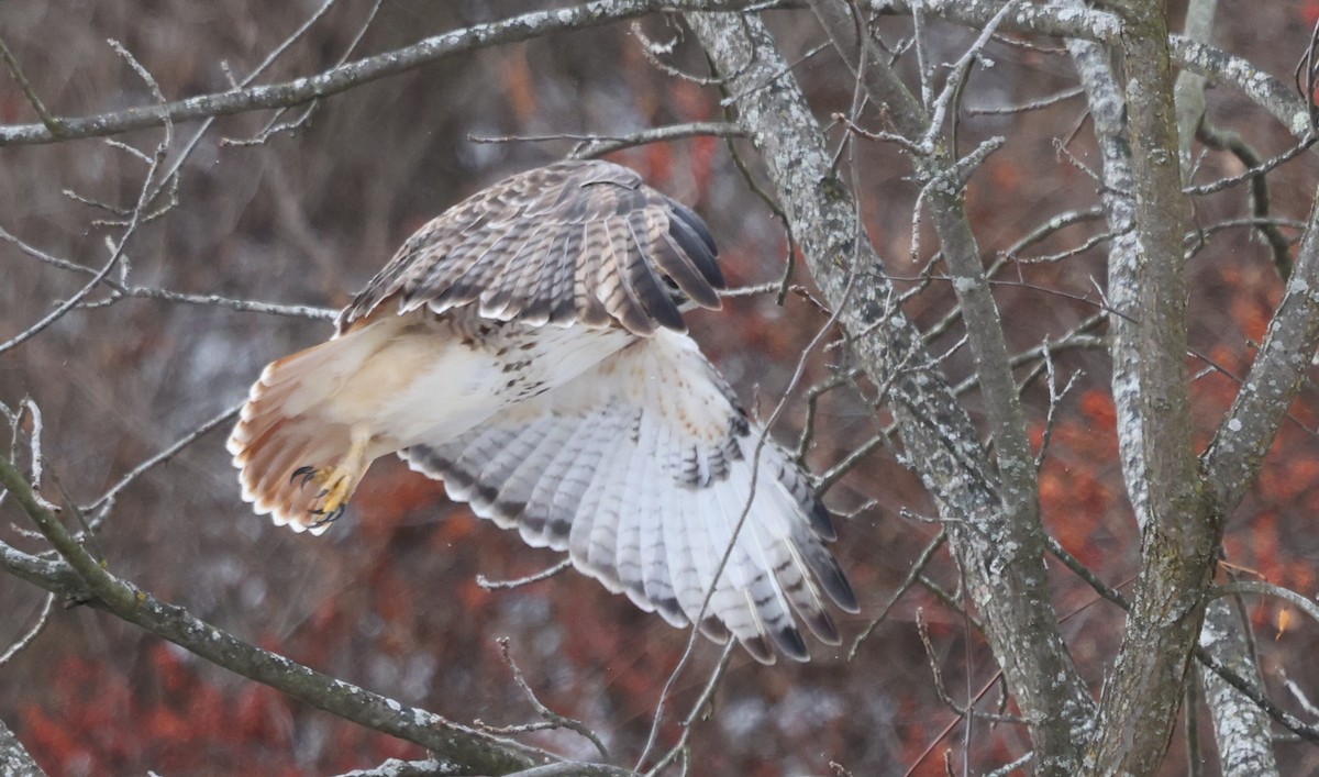 アカオノスリ - ML646755960