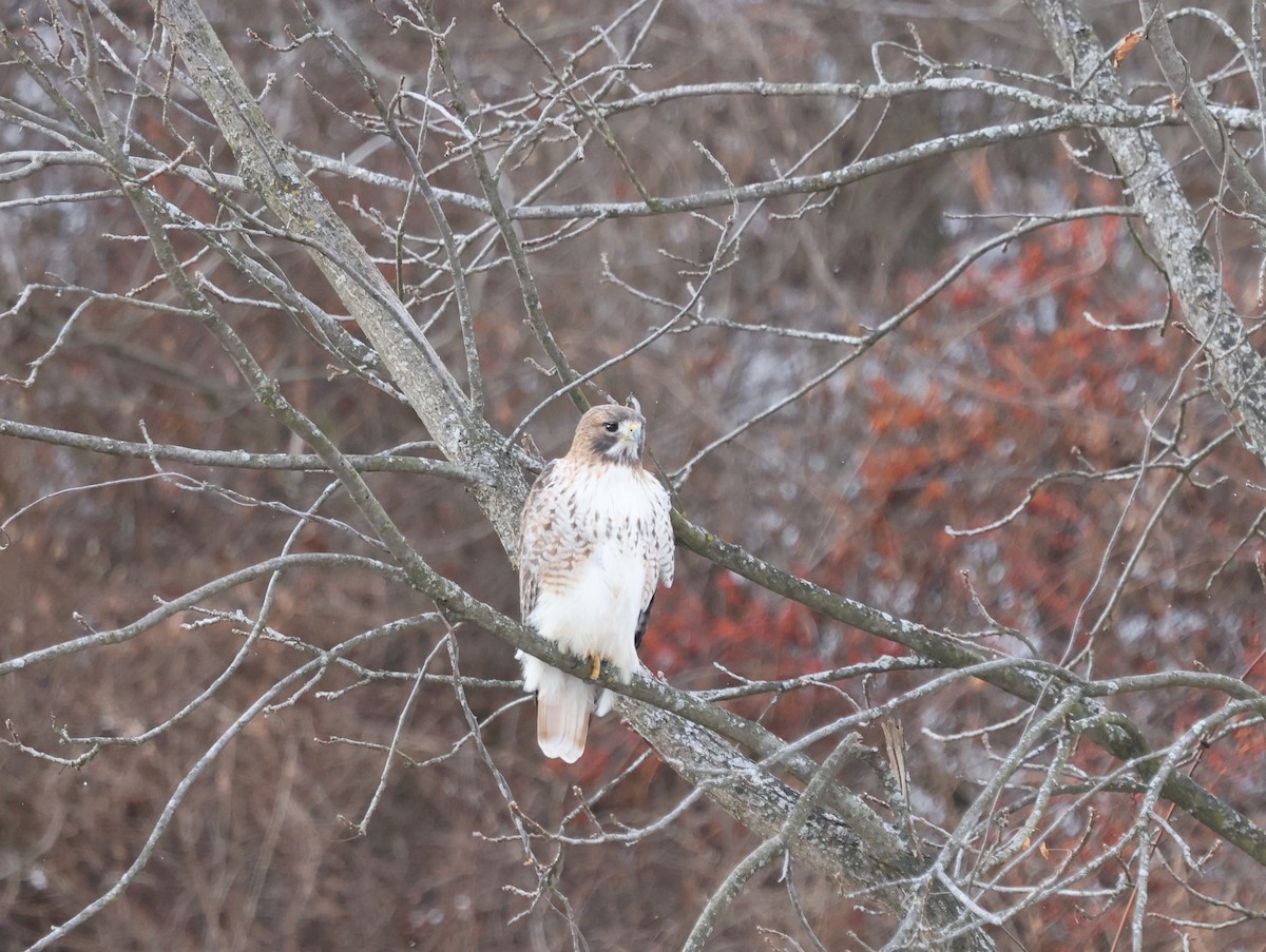 アカオノスリ - ML646755961