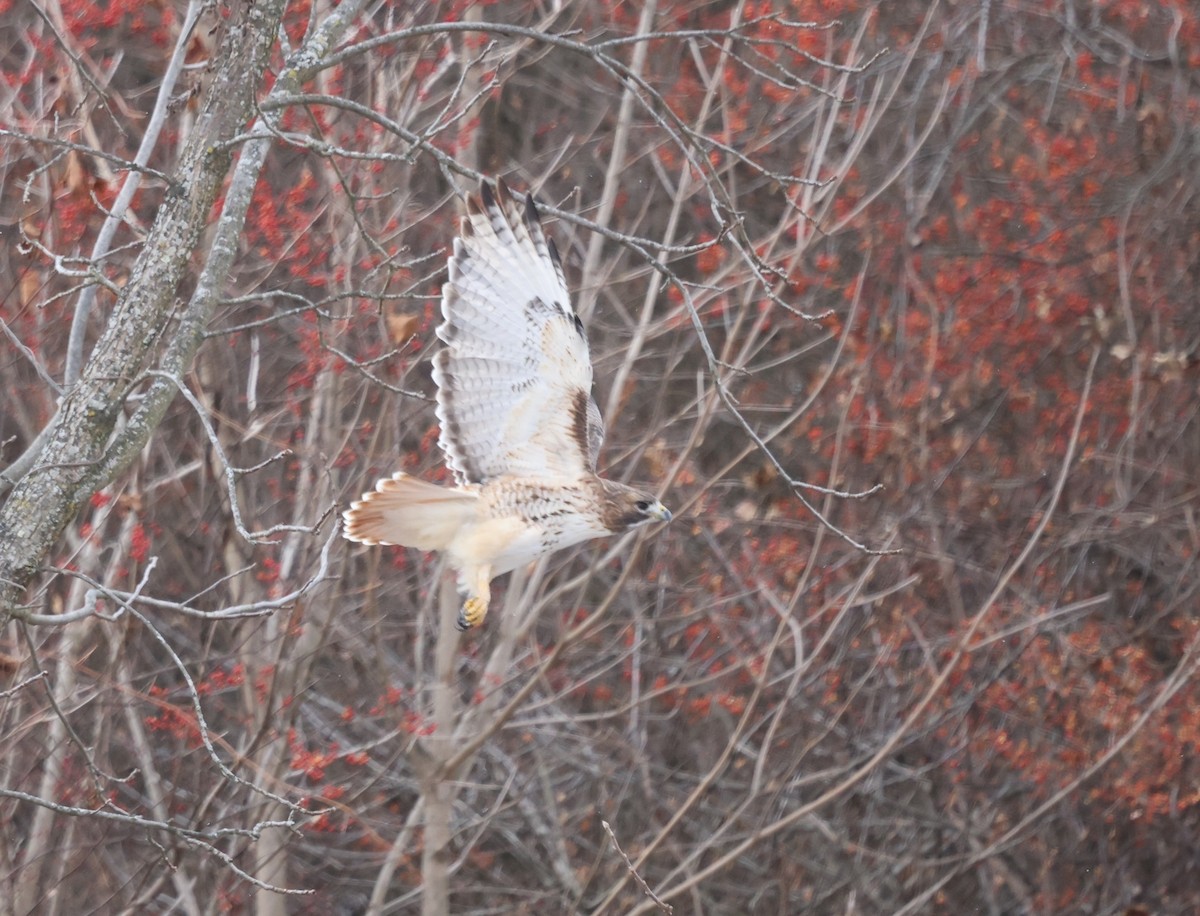 アカオノスリ - ML646755962