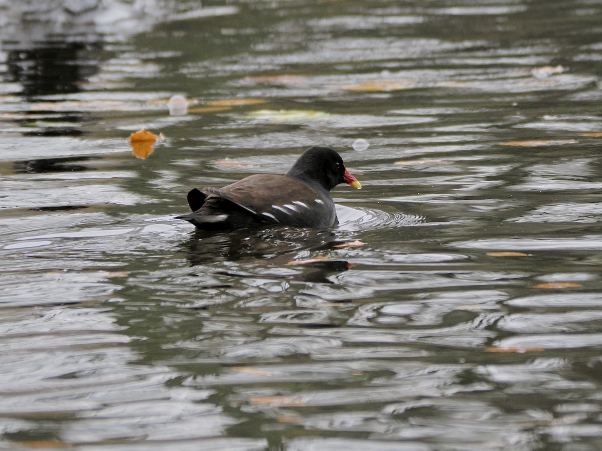 Gallinule poule-d'eau - ML646755963