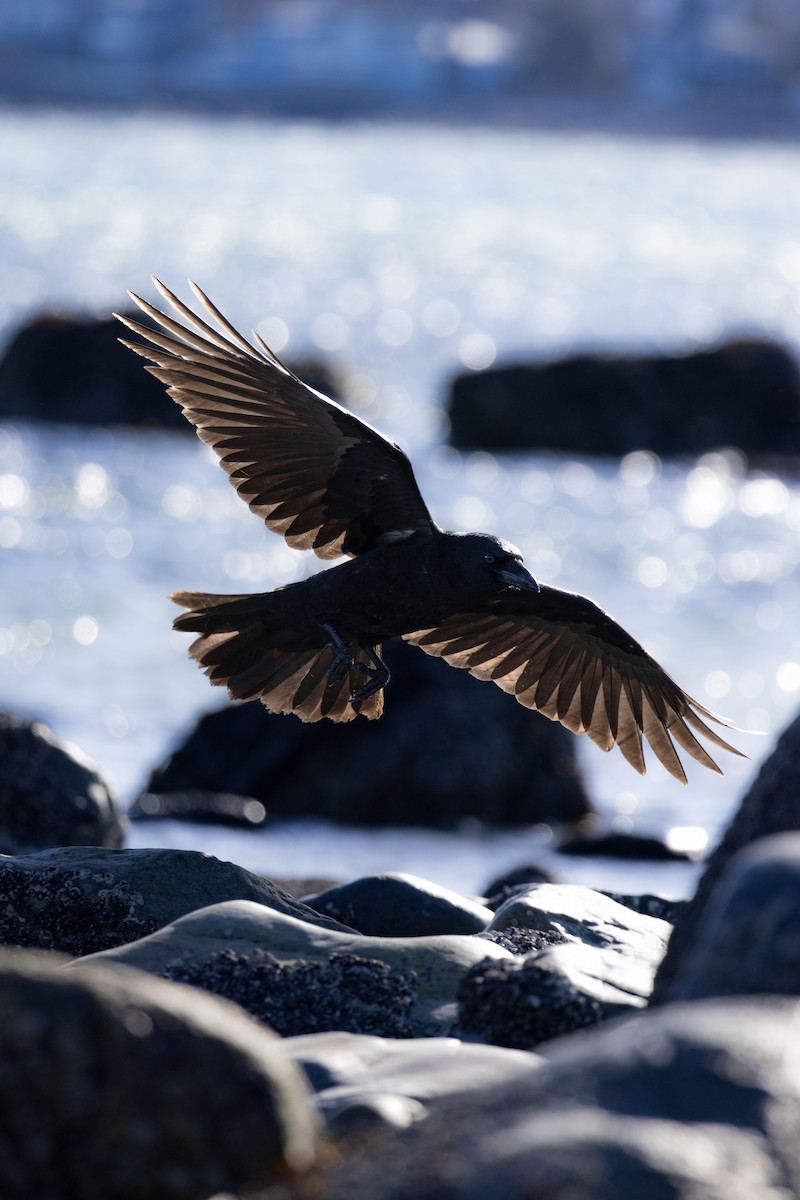 American Crow - ML646755964