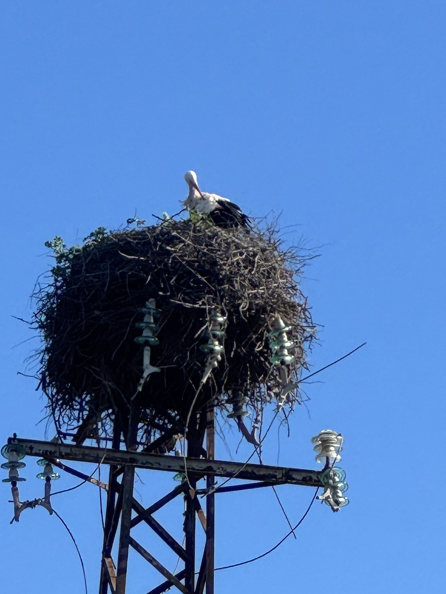 シュバシコウ - ML646755965