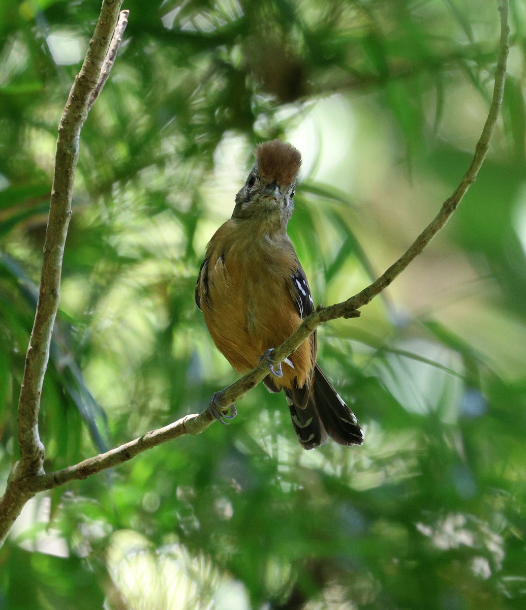 Variable Antshrike - ML646755970