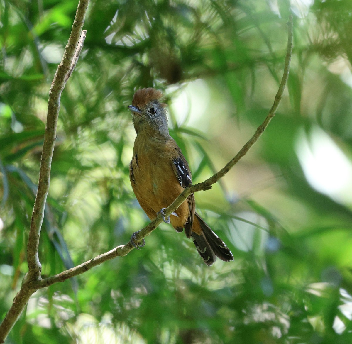 Variable Antshrike - ML646755971