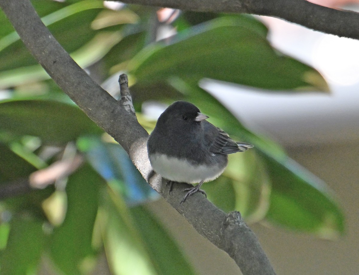 Junco ardoisé (hyemalis/carolinensis) - ML646755972
