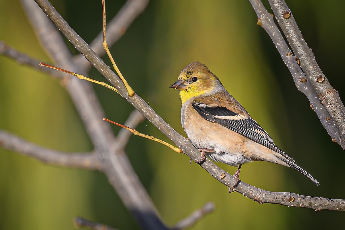 Чиж золотий - ML646755973