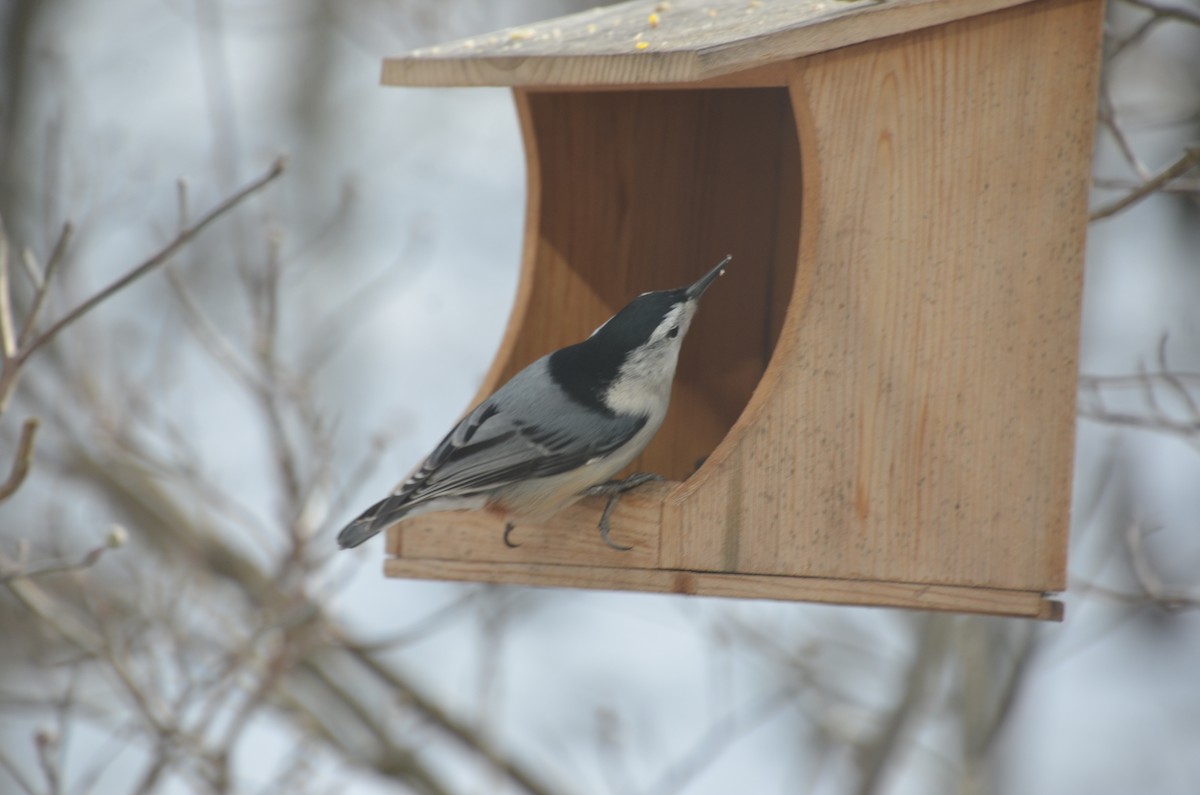 White-breasted Nuthatch - ML646755974