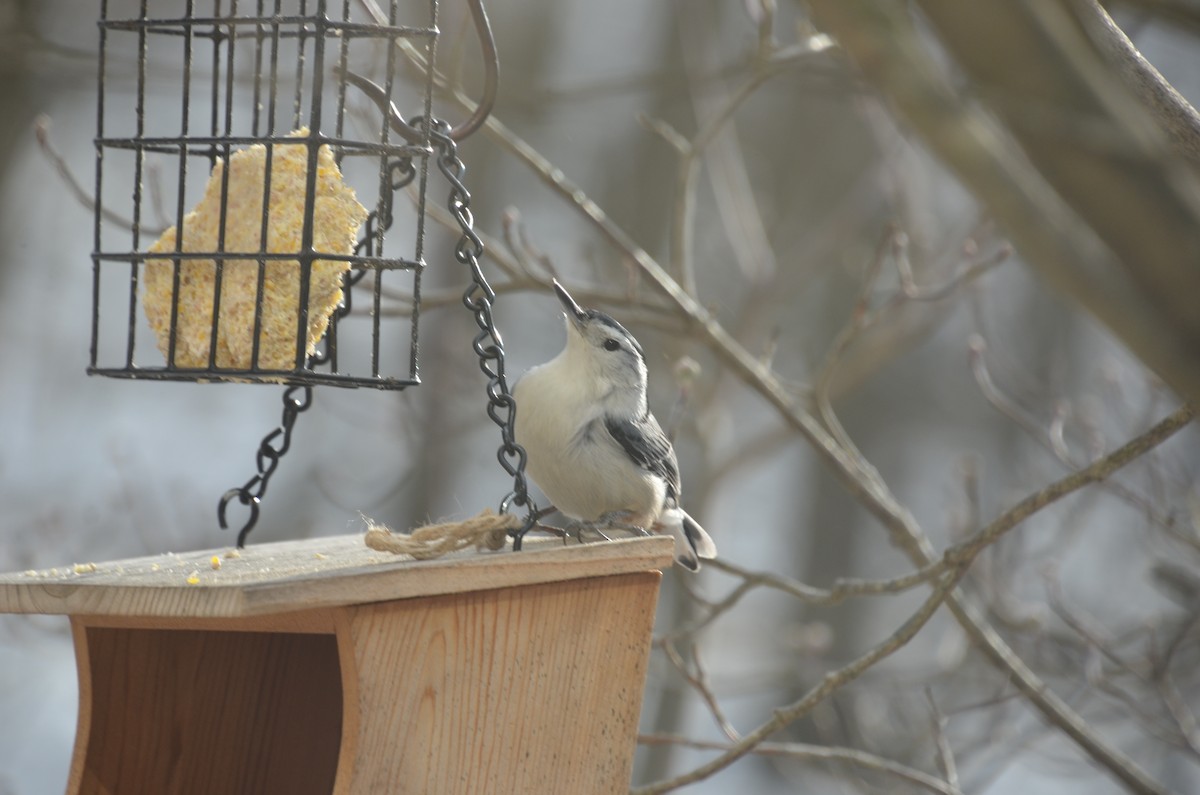 White-breasted Nuthatch - ML646755975