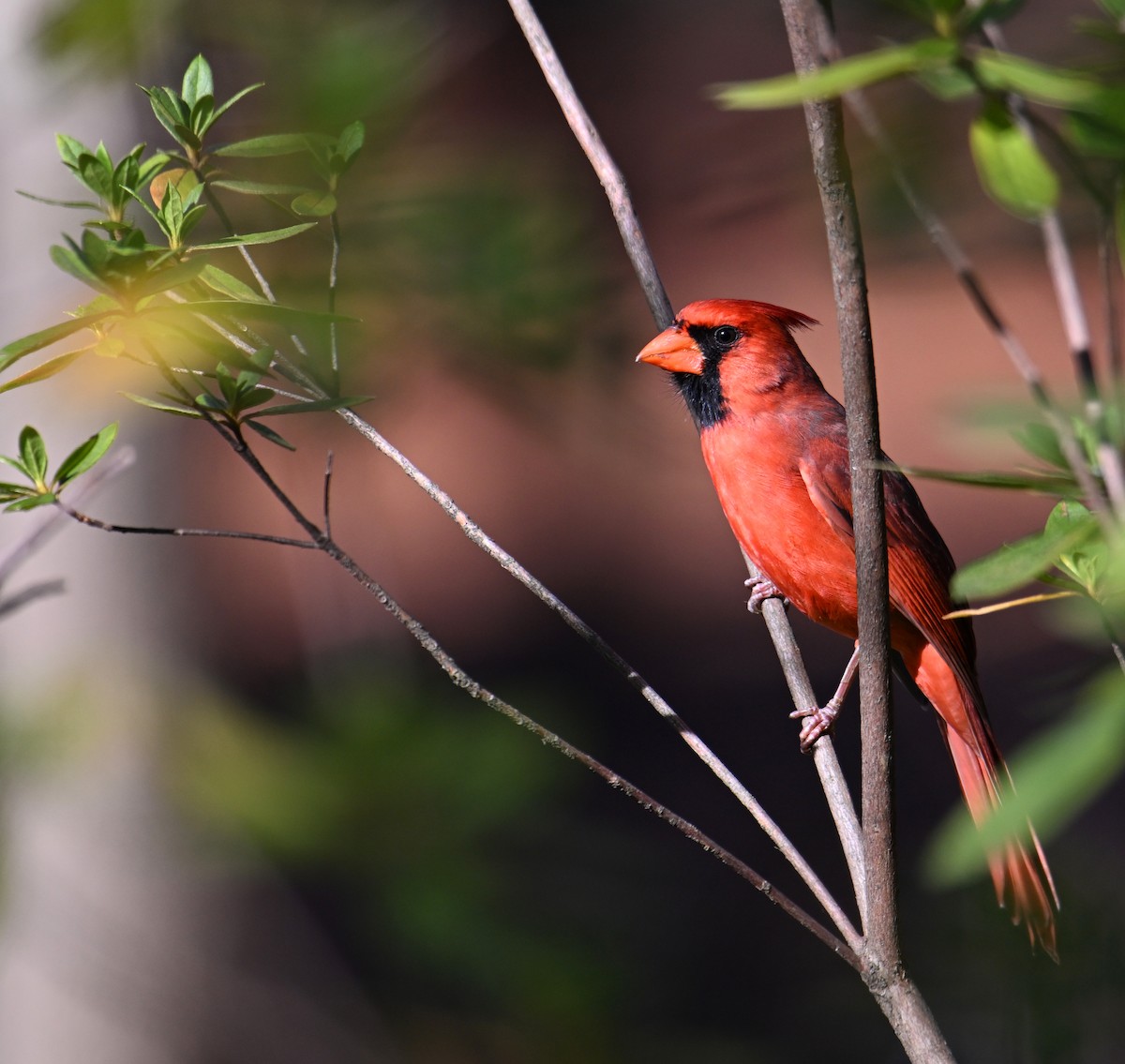 Cardinal rouge - ML646755976