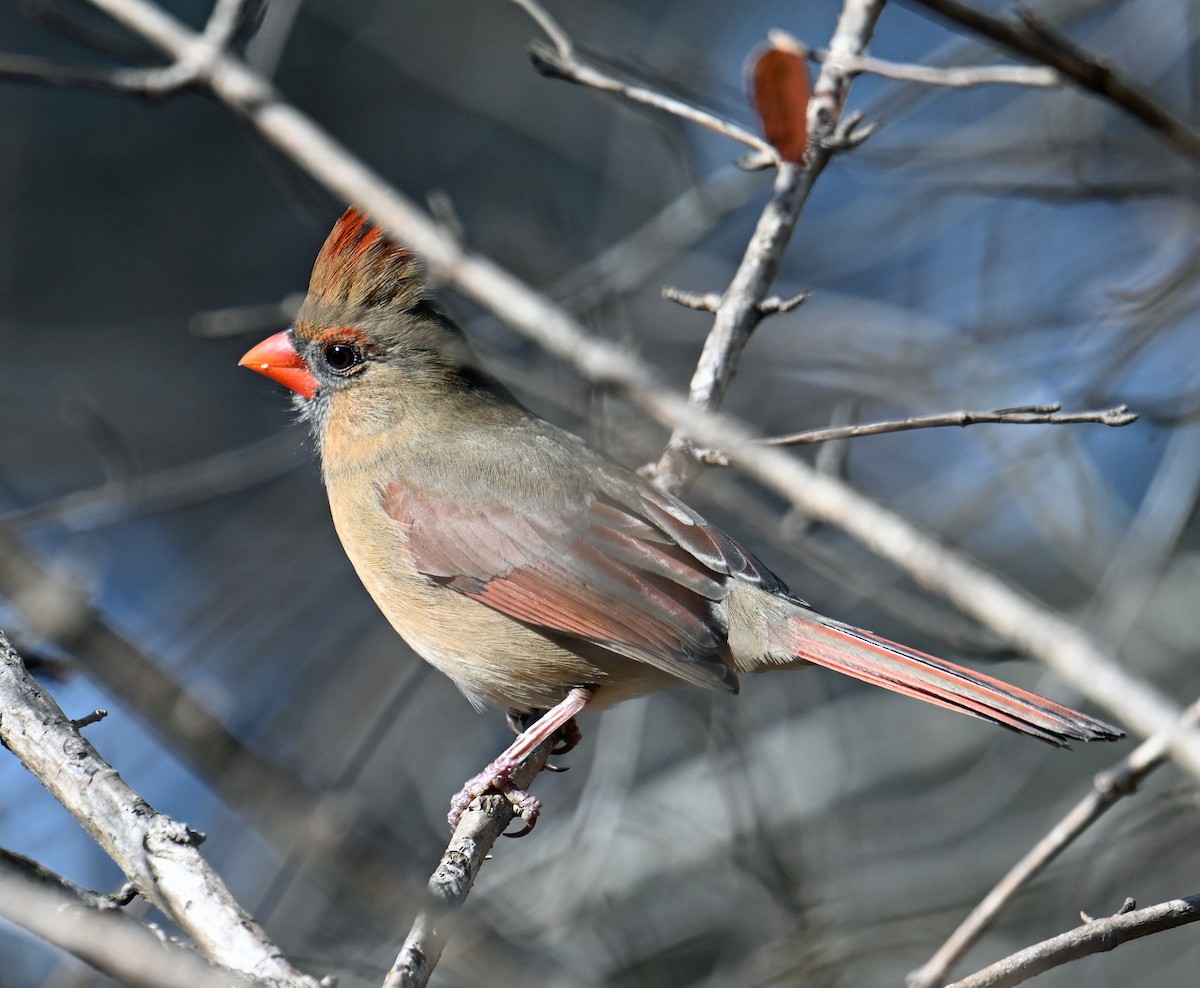 Cardinal rouge - ML646755977
