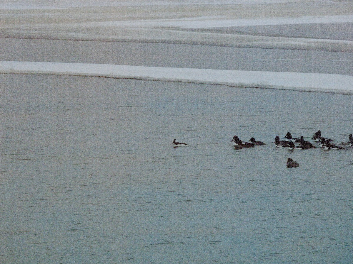 Гоголь-головастик - ML646755980