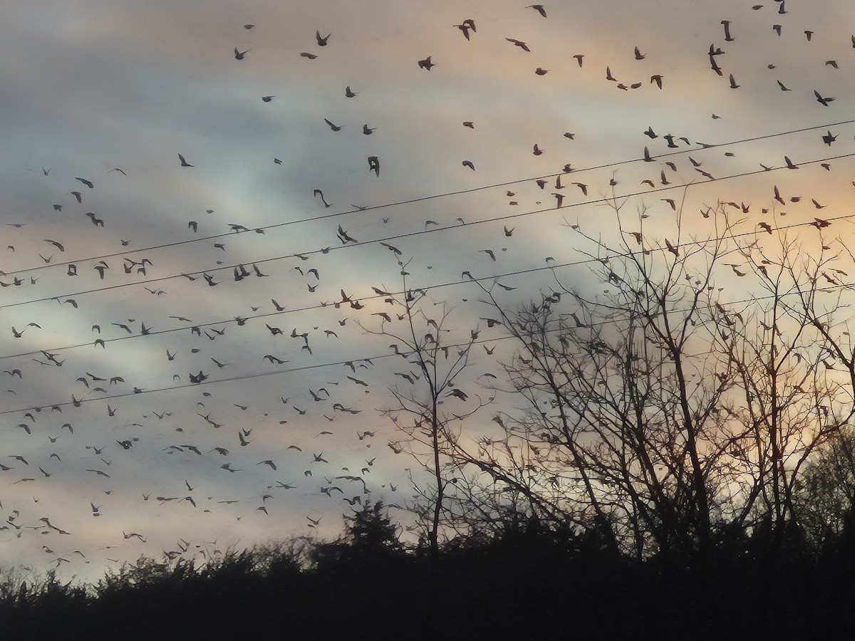 European Starling - ML646755981