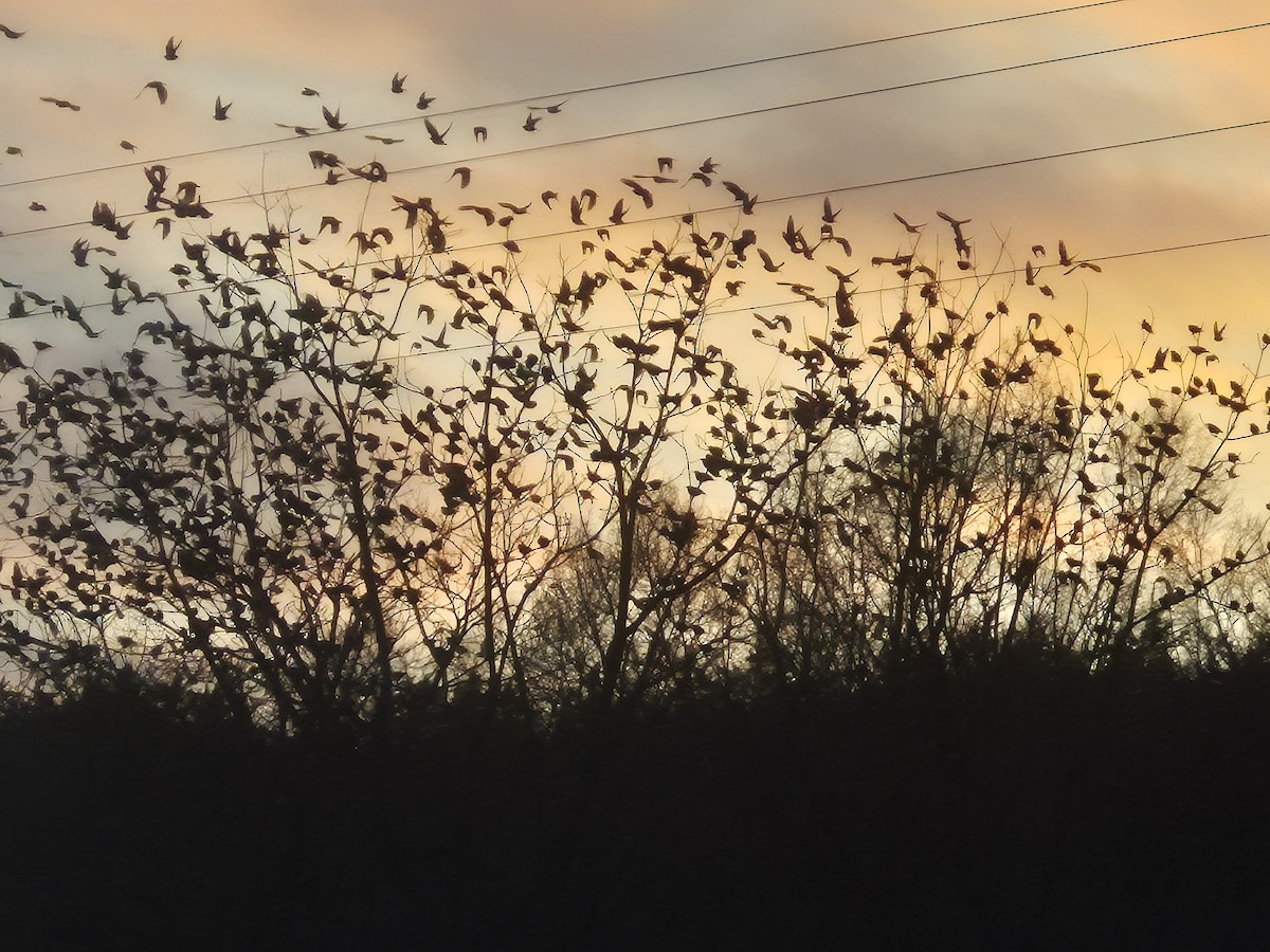 European Starling - ML646755982