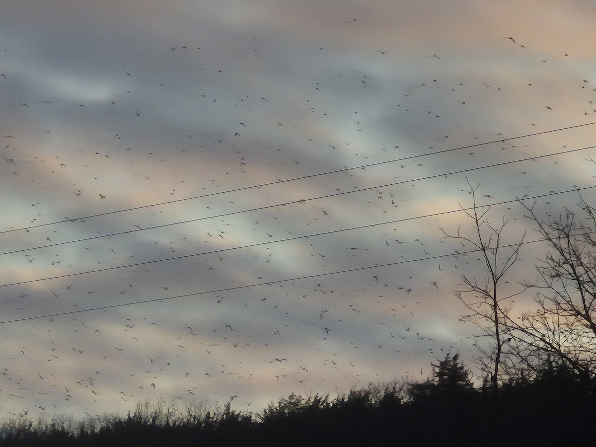 European Starling - ML646755983