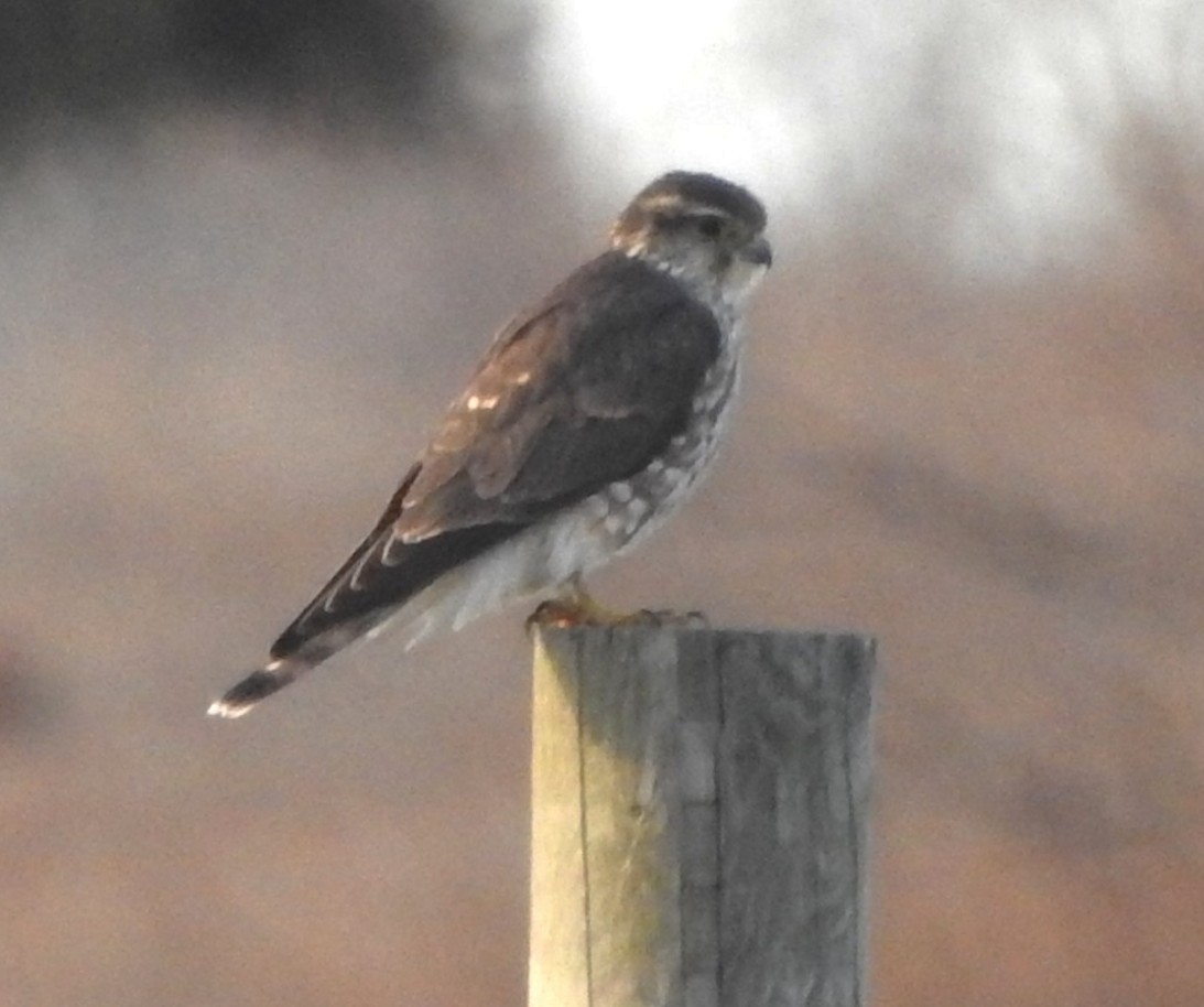 dvergfalk - ML646755985