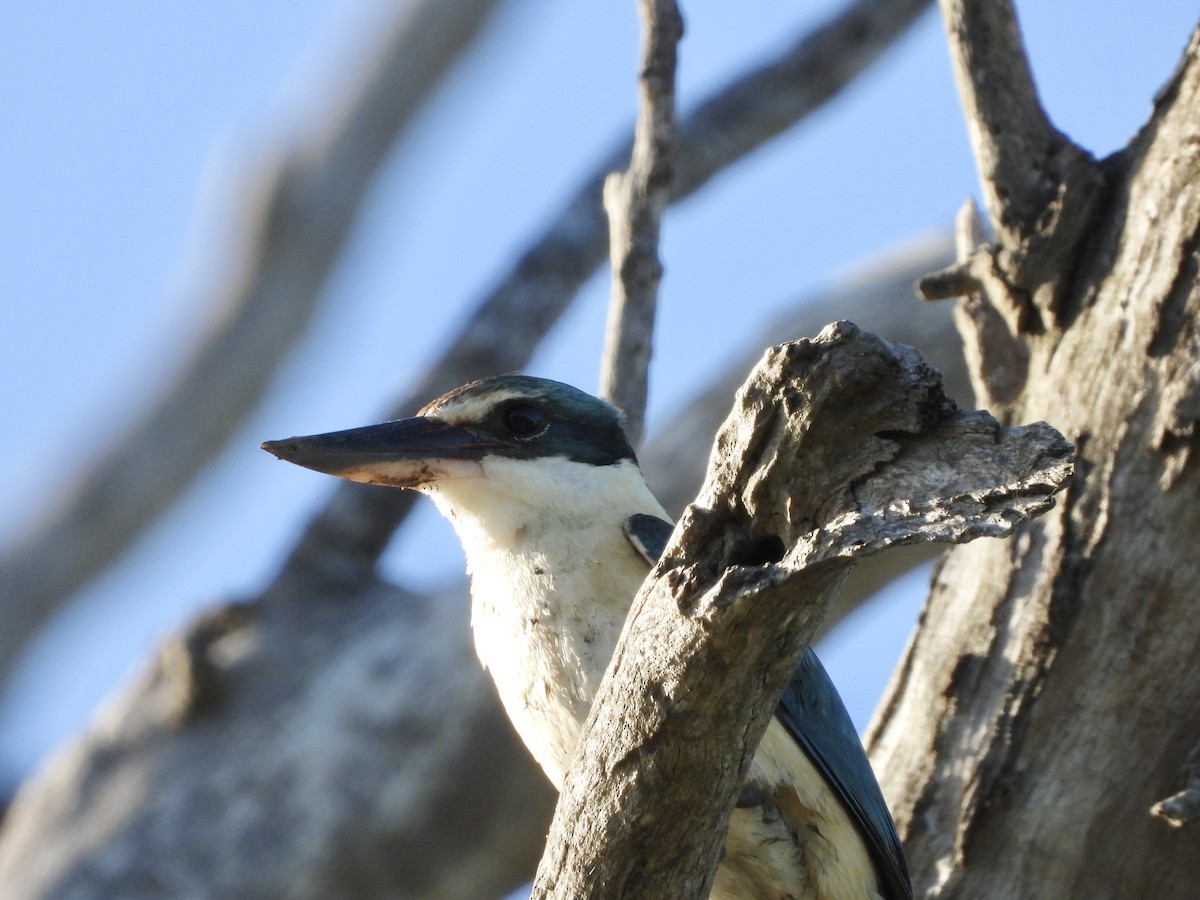 Sacred Kingfisher - ML646755986