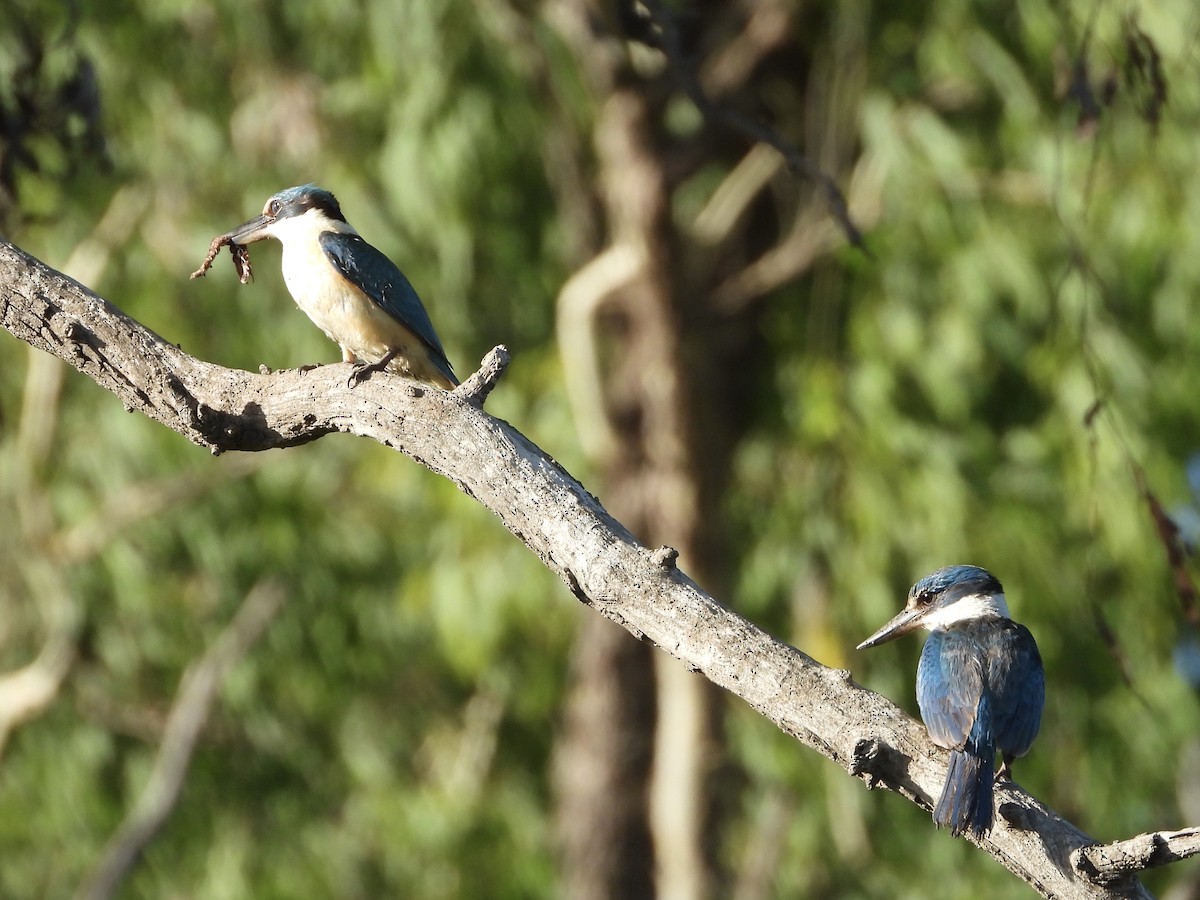Sacred Kingfisher - ML646755988