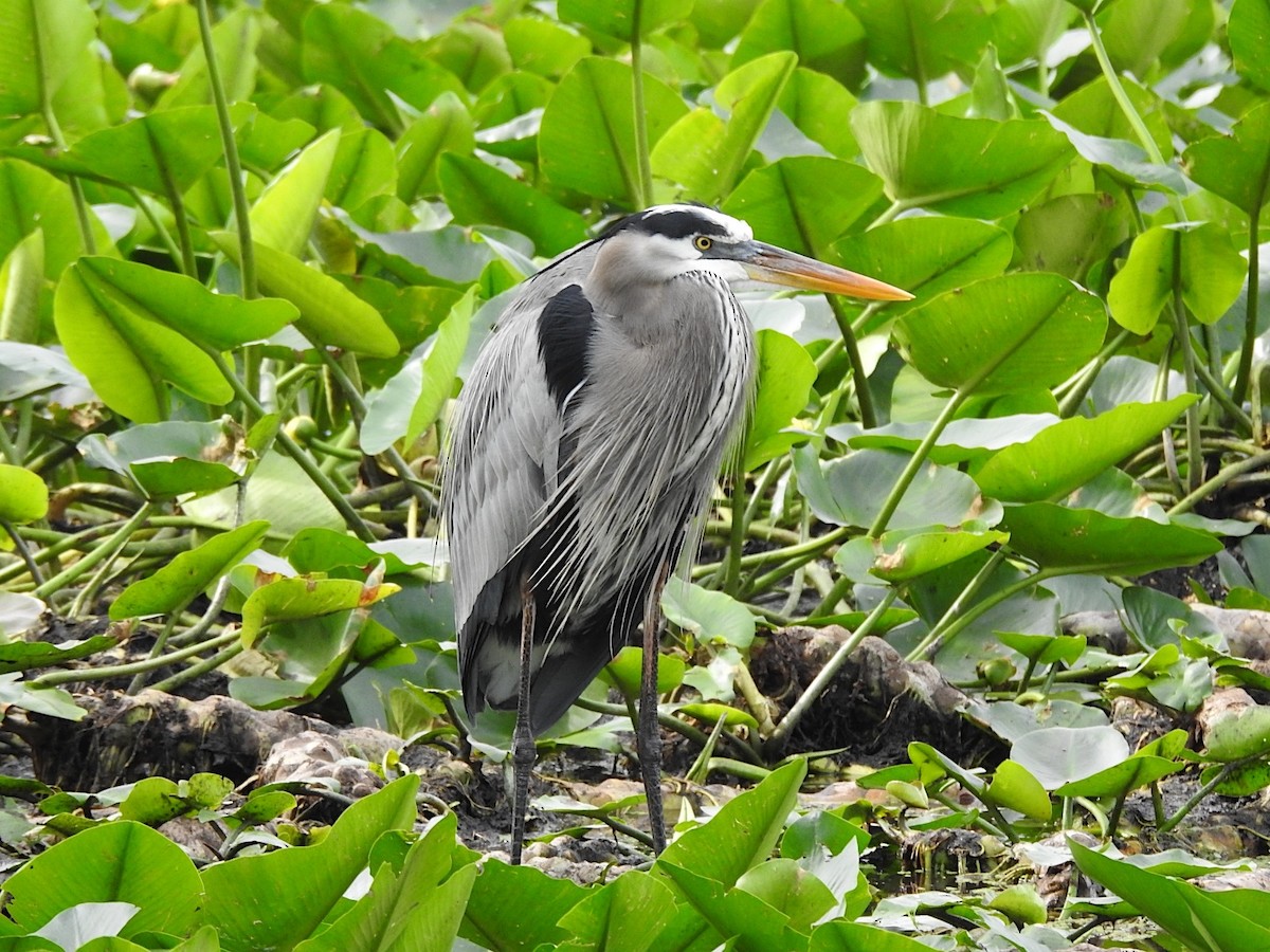 Great Blue Heron - ML646755989