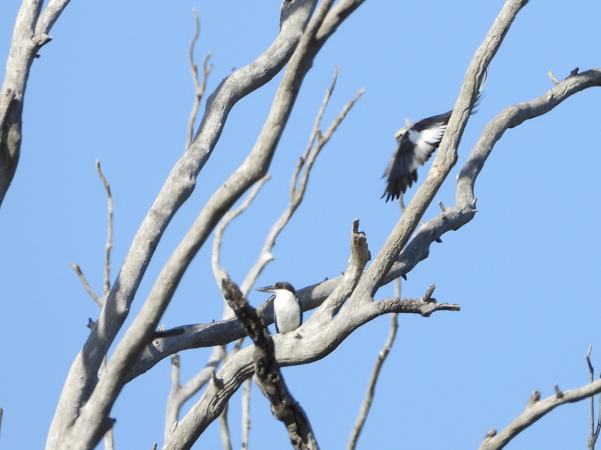 Cockatiel - ML646755990