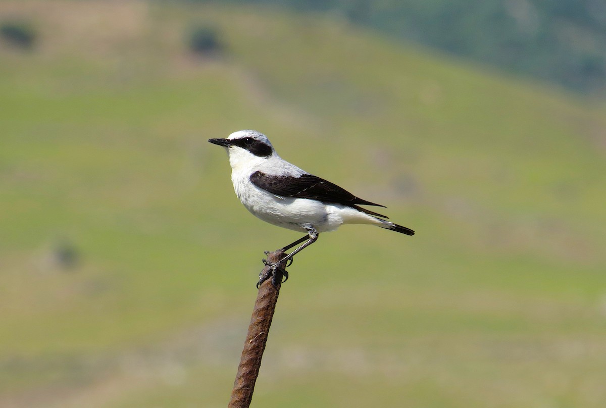 Northern Wheatear - ML646755991