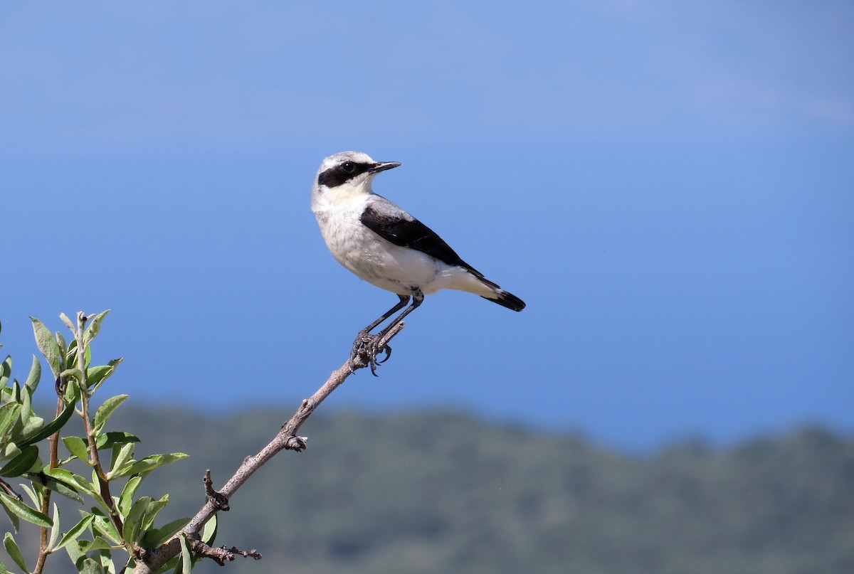Northern Wheatear - ML646755992