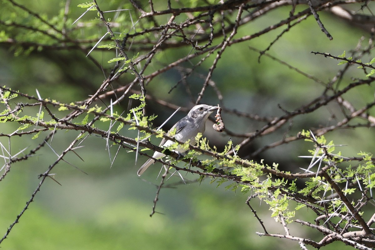 Common Woodshrike - ML646755993