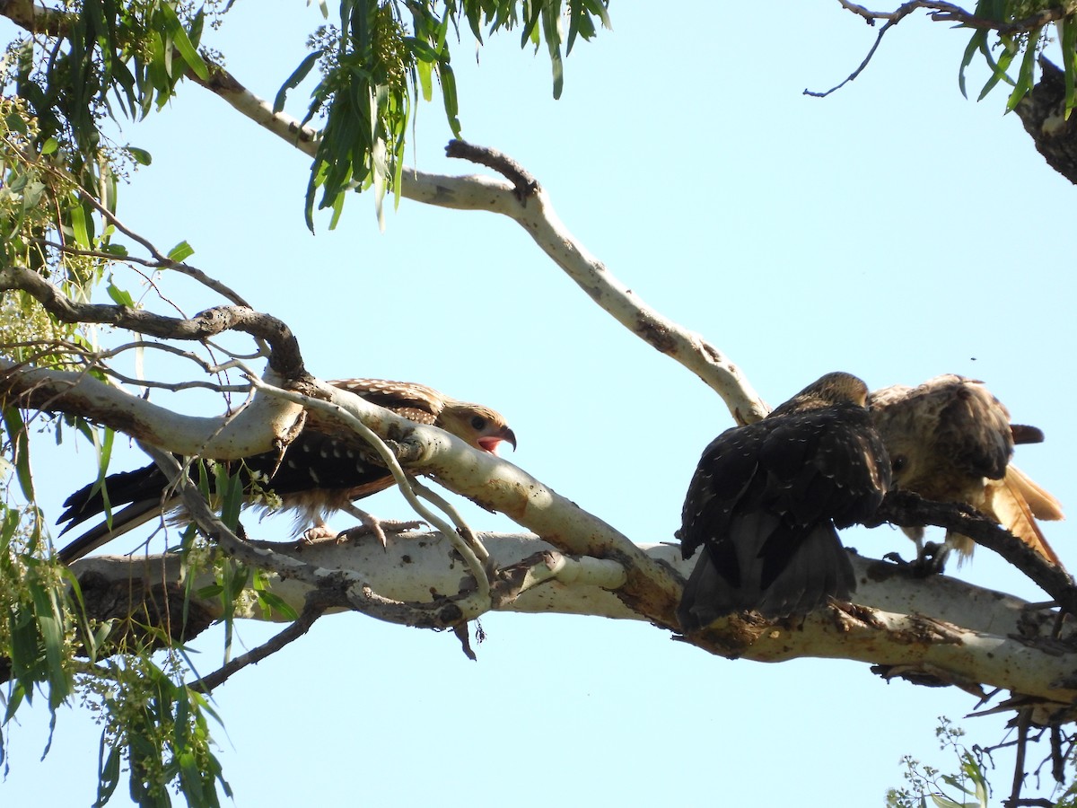 Whistling Kite - ML646755994