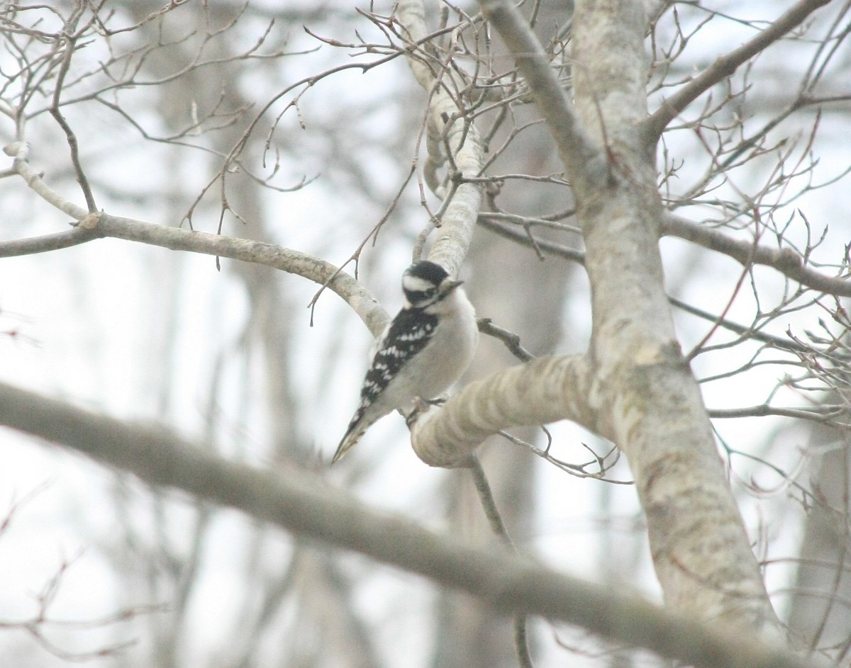 Downy Woodpecker (Eastern) - ML646755995