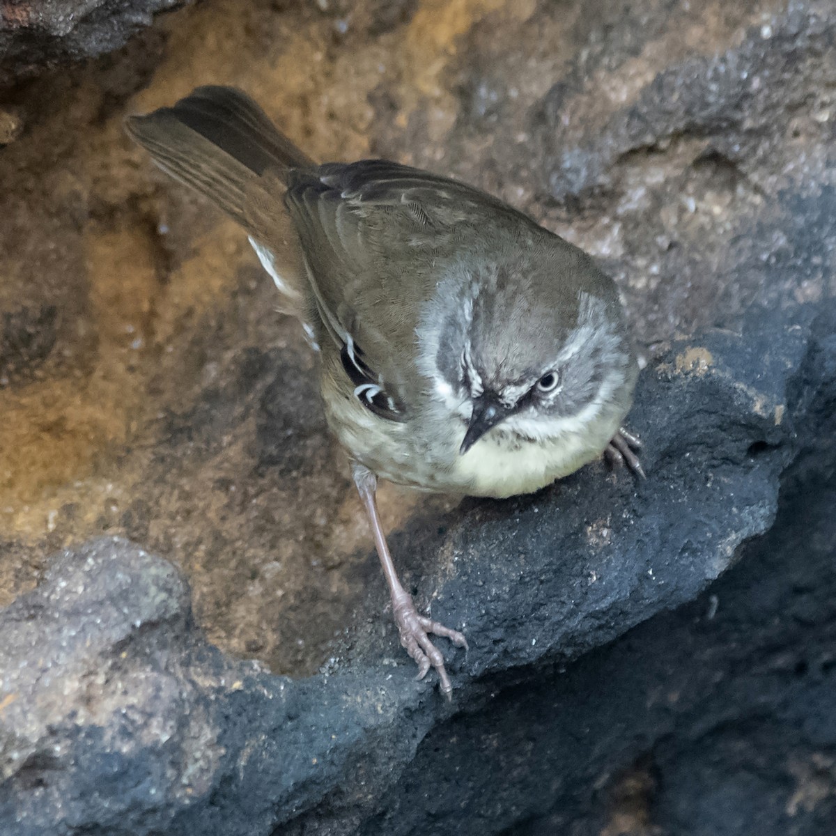 Sedosito Cejiblanco - ML646755996