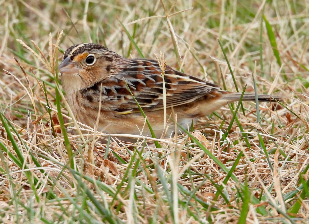 Grasshopper Sparrow - ML646755998