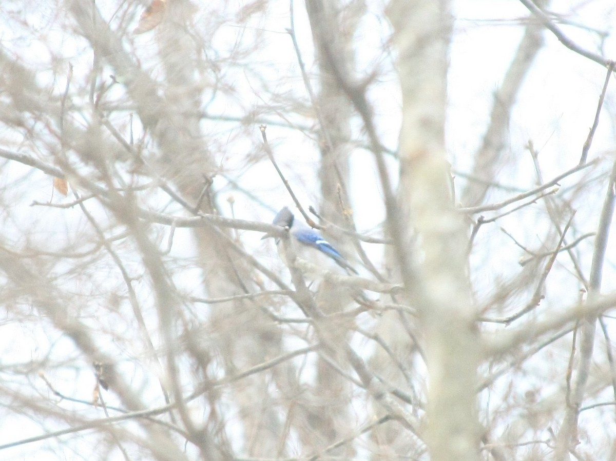 Geai bleu - ML646755999