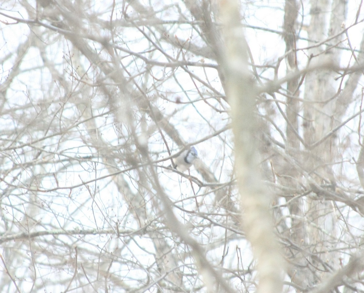 Geai bleu - ML646756000