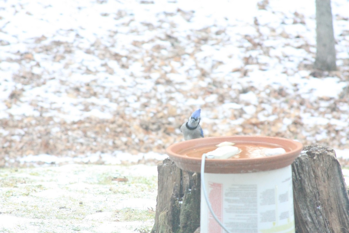 Geai bleu - ML646756001