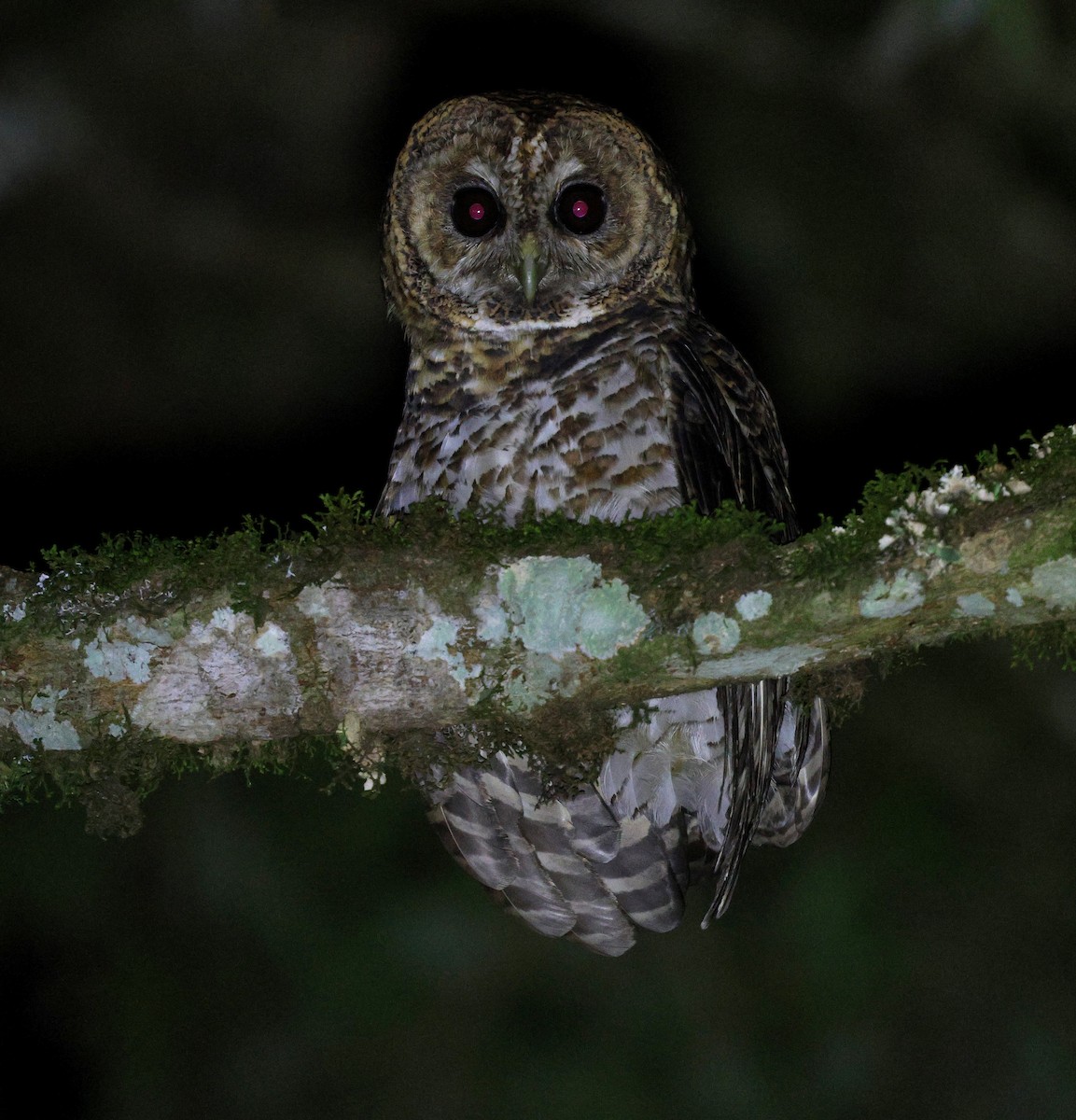 Rusty-barred Owl - ML646756003